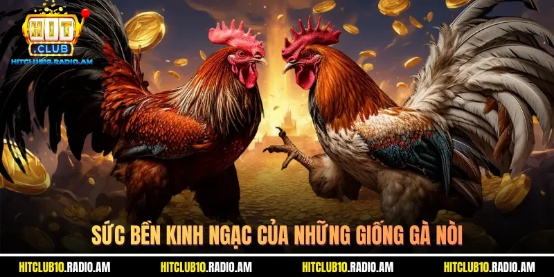 suc-ben-kinh-ngac-cua-nhung-giong-ga-noi